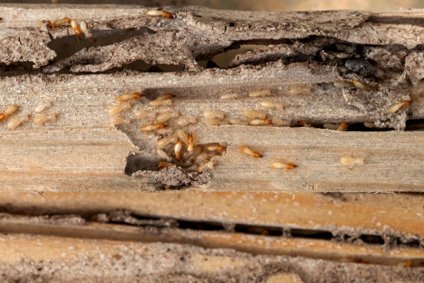 Best Commercial Pest Control Services  in Helena Valley Northeast, MT