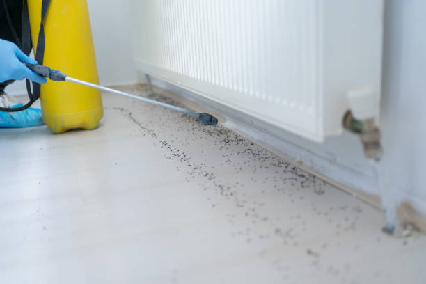 Best Wasp Removal Services  in Helena Valley Northeast, MT