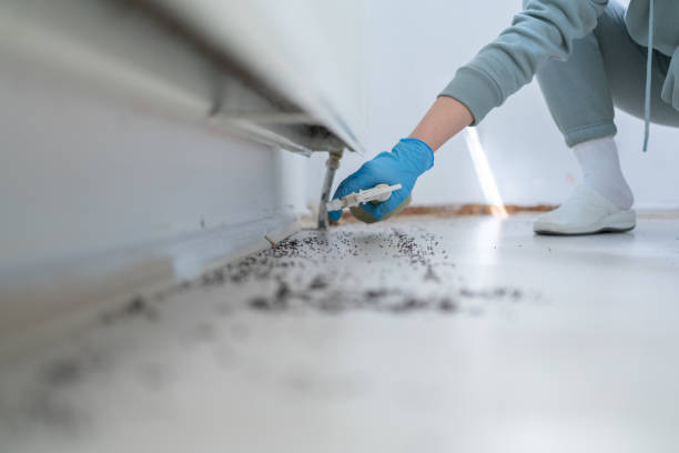 Best Ant Control Services  in Helena Valley Northeast, MT